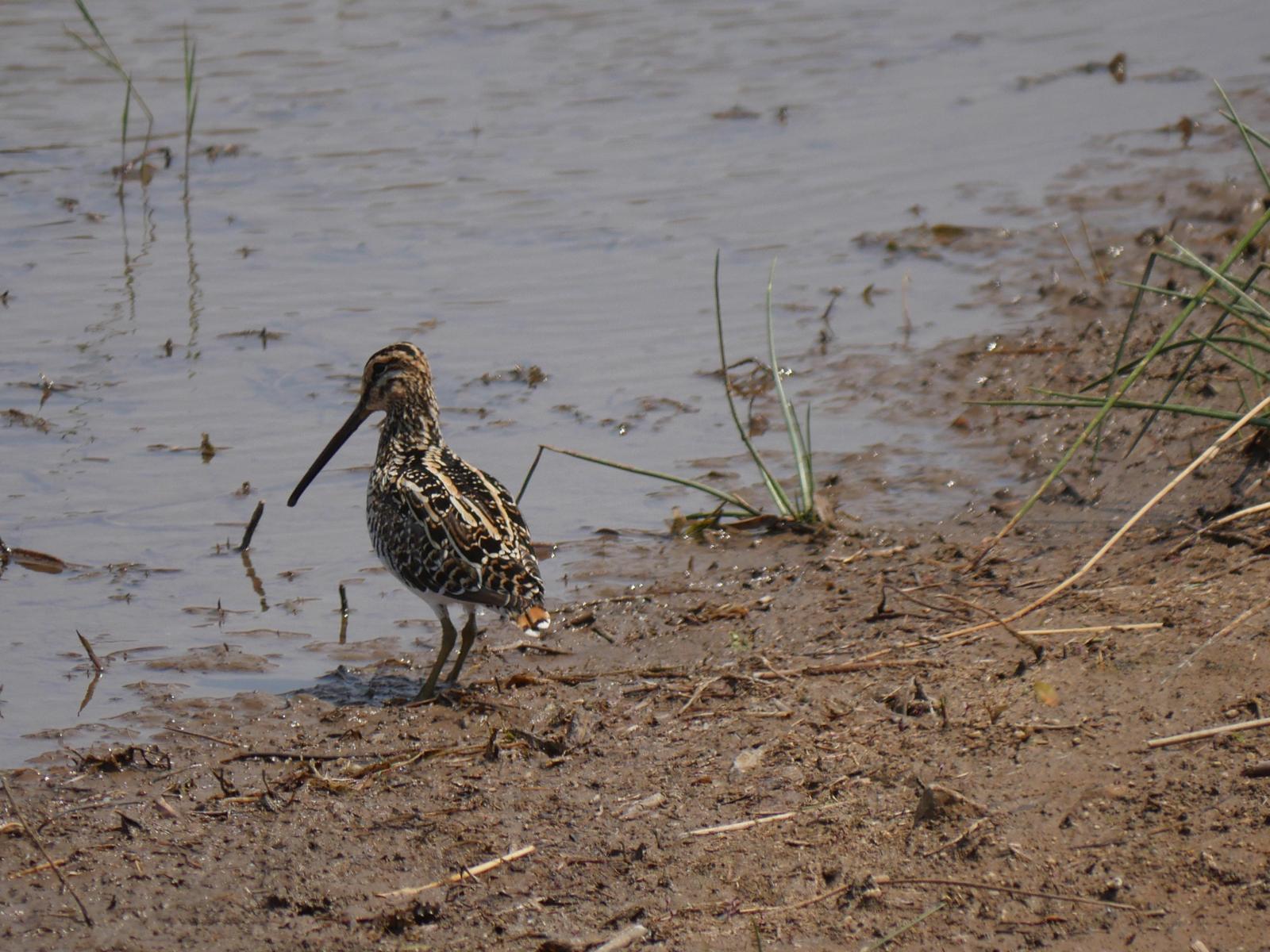 African Snipe Photo by Peter Lowe