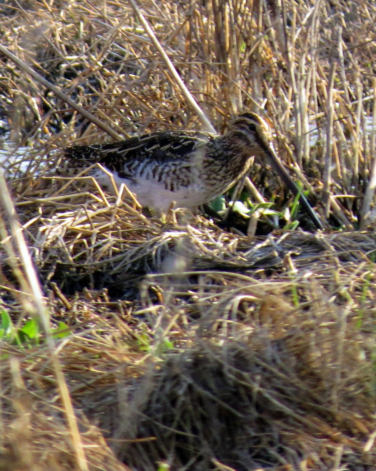African Snipe Photo by Richard  Lowe
