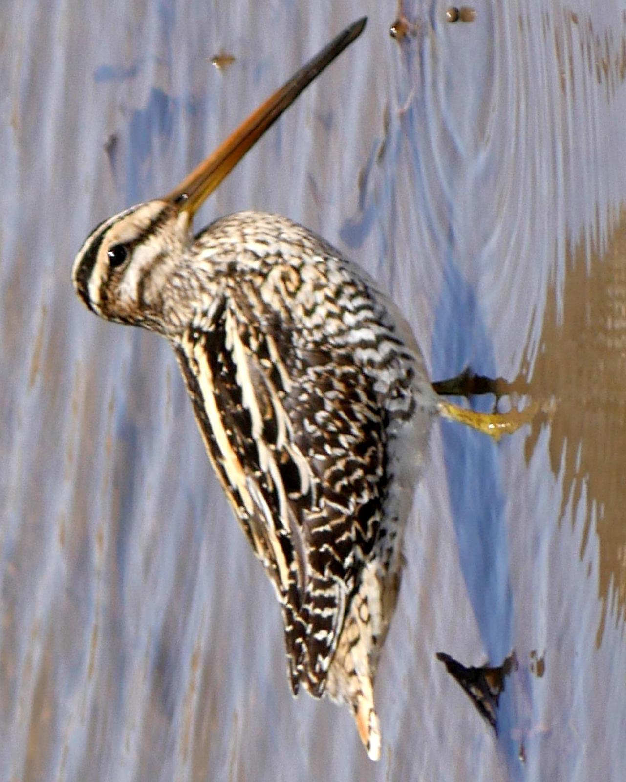 African Snipe Photo by Peter Lowe