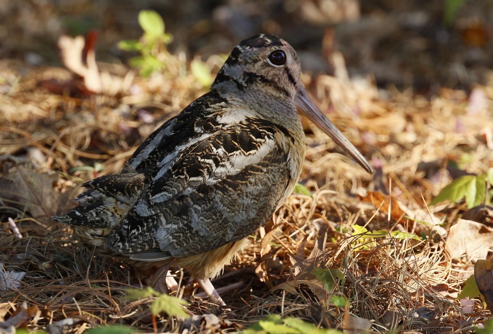 American Woodcock Photo by Emily Willoughby