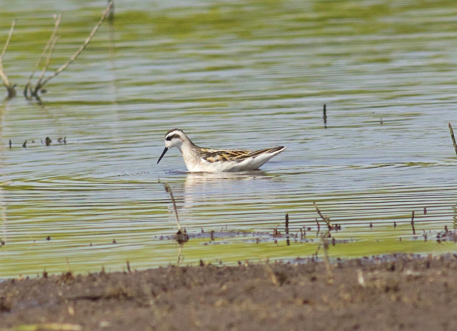 Red-necked Phalarope Photo by Kathryn Keith