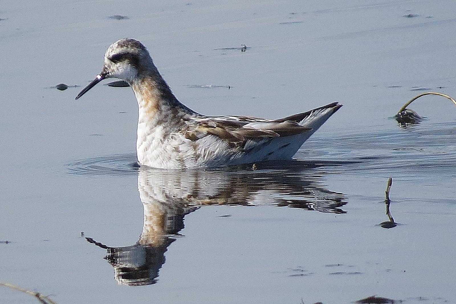 Red-necked Phalarope Photo by Enid Bachman