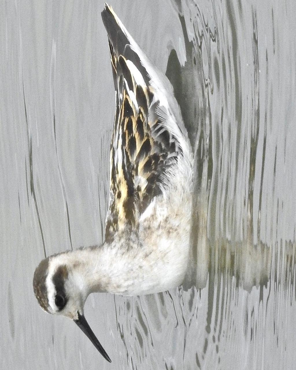 Red-necked Phalarope Photo by Brian Avent