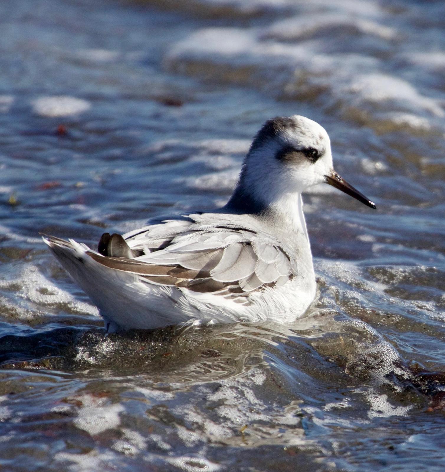 Red Phalarope Photo by Rob O'Donnell