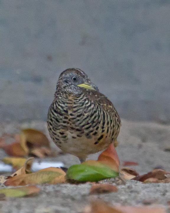 Barred Buttonquail Photo by Mat Gilfedder