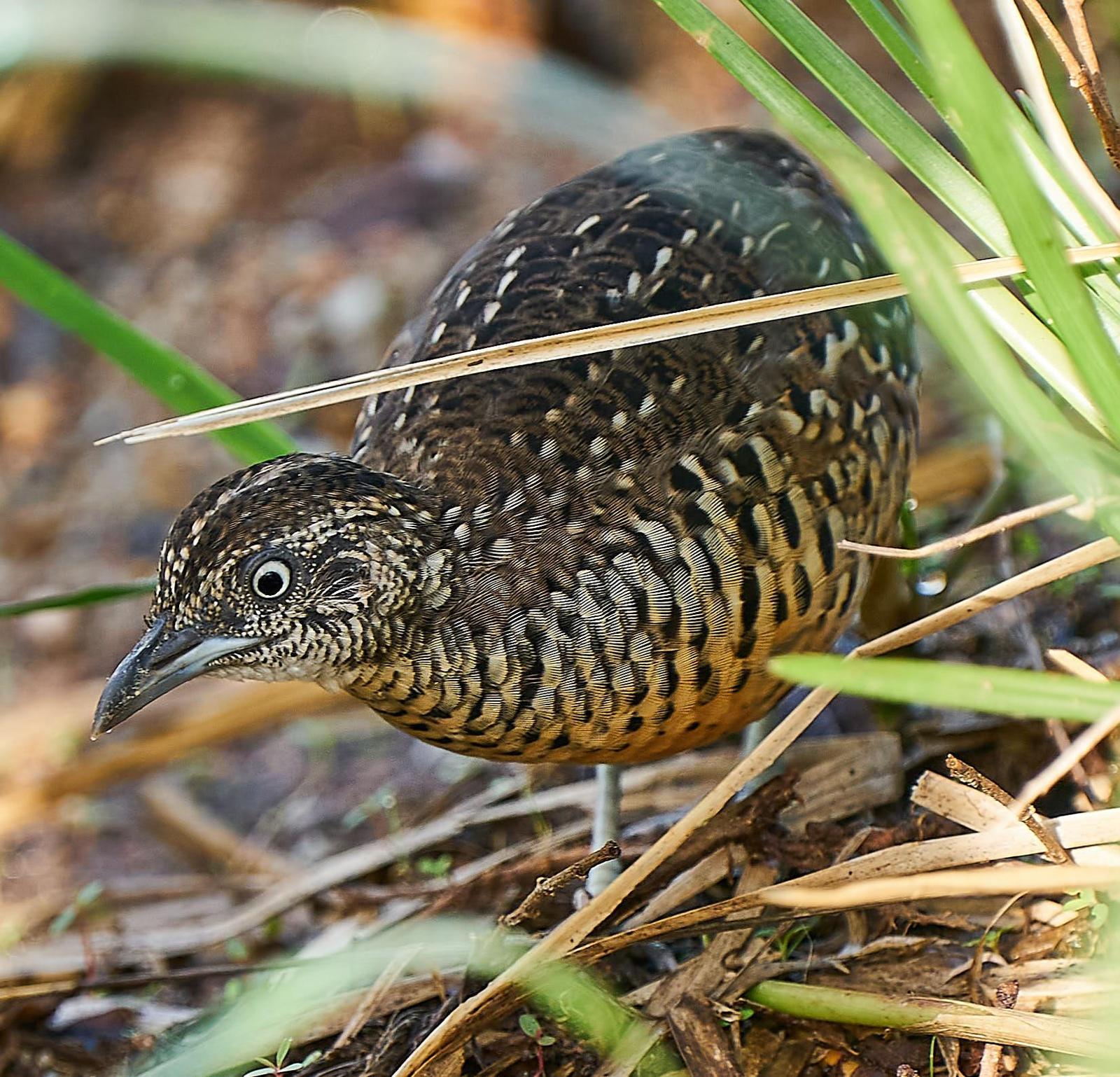 Barred Buttonquail Photo by Steven Cheong