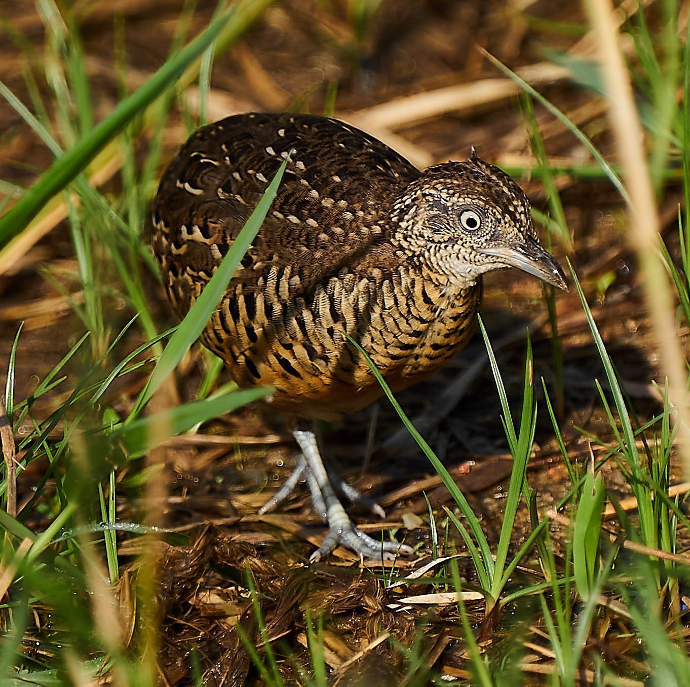 Barred Buttonquail Photo by Steven Cheong