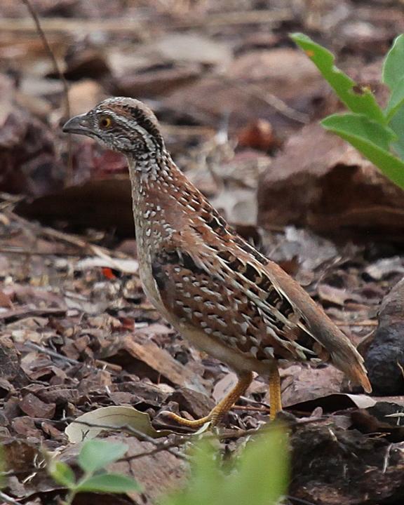 Chestnut-backed Buttonquail Photo by Marc Gardner