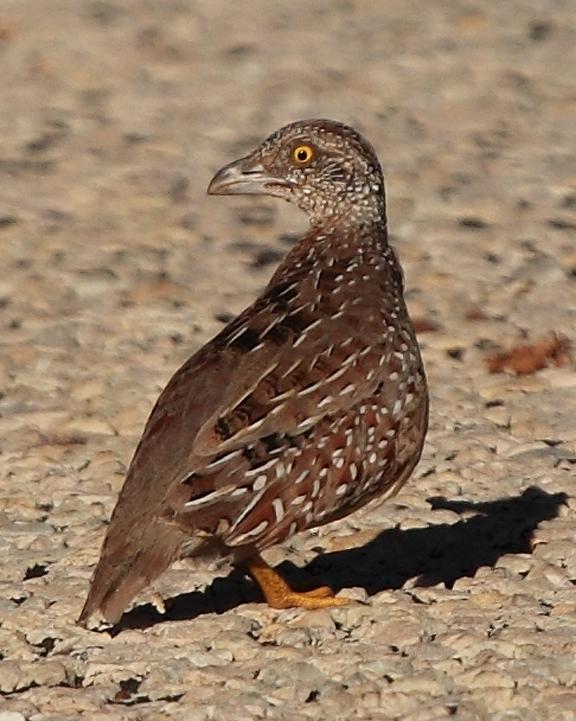 Chestnut-backed Buttonquail Photo by Marc Gardner