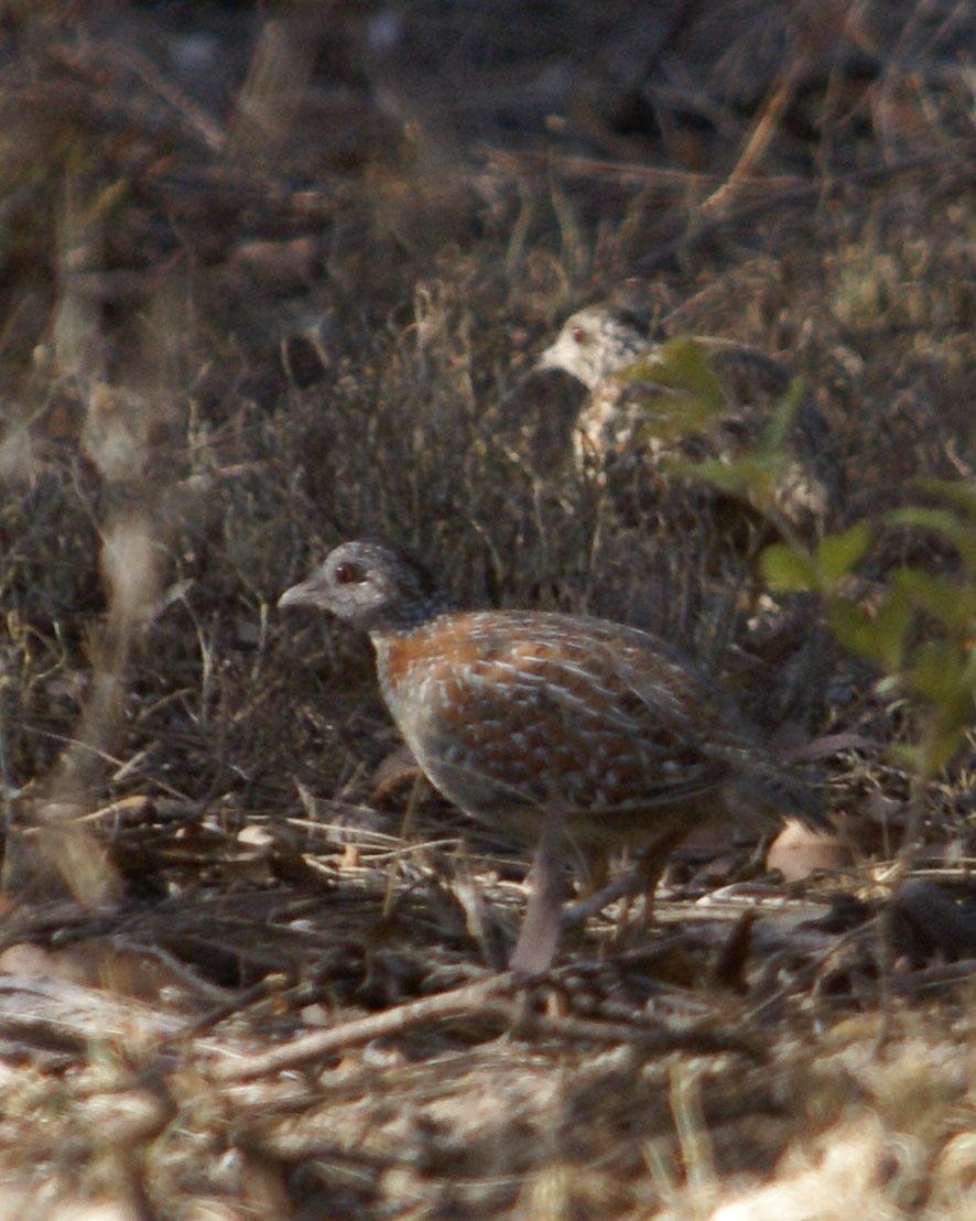 Painted Buttonquail Photo by Steve Percival