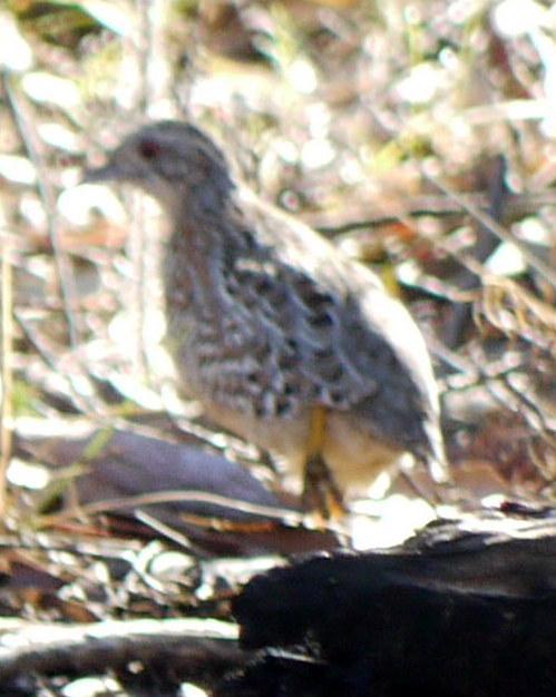 Painted Buttonquail Photo by Peter Lowe