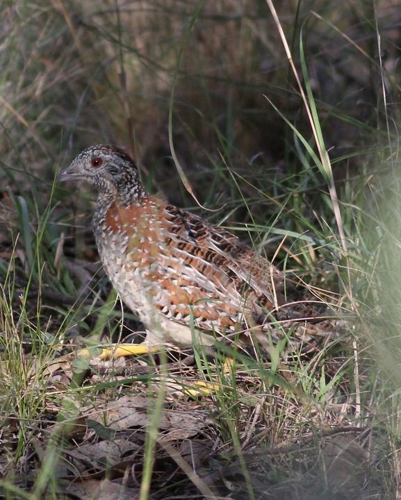 Painted Buttonquail Photo by Chris Wiley