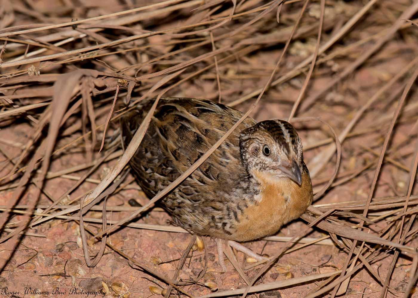 Red-chested Buttonquail Photo by Roger Williams