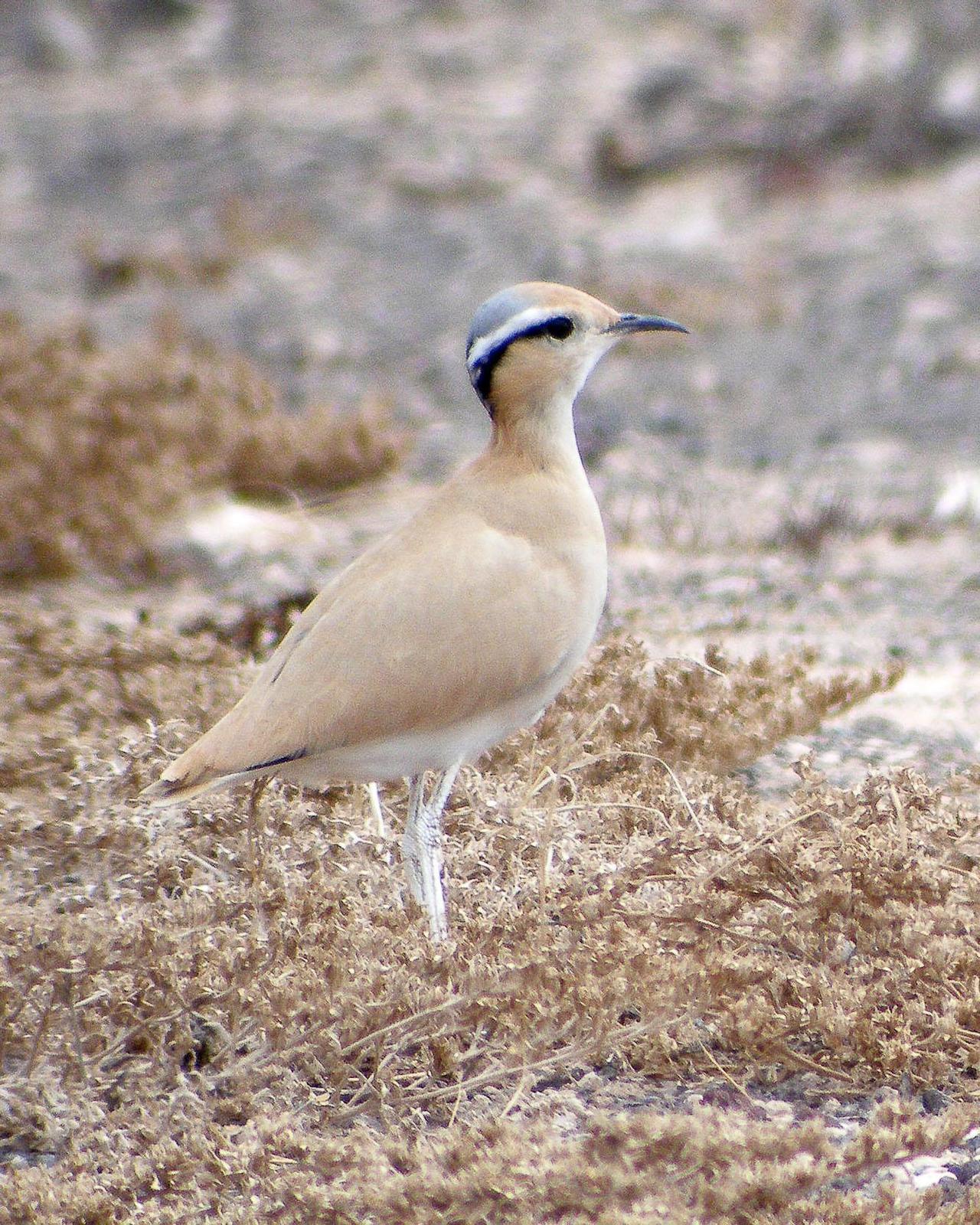 Cream-colored Courser Photo by Steve Percival