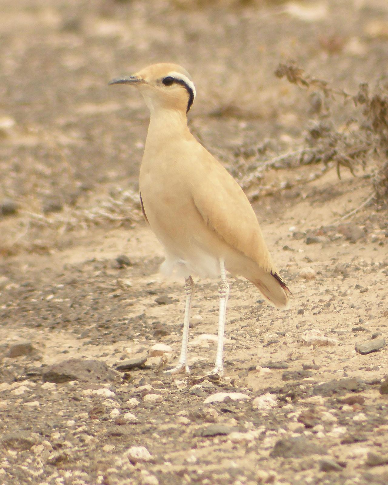 Cream-colored Courser Photo by Steve Percival
