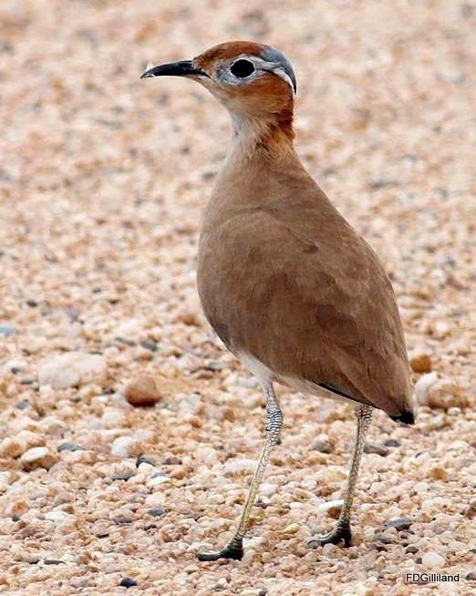Burchell's Courser Photo by Frank Gilliland