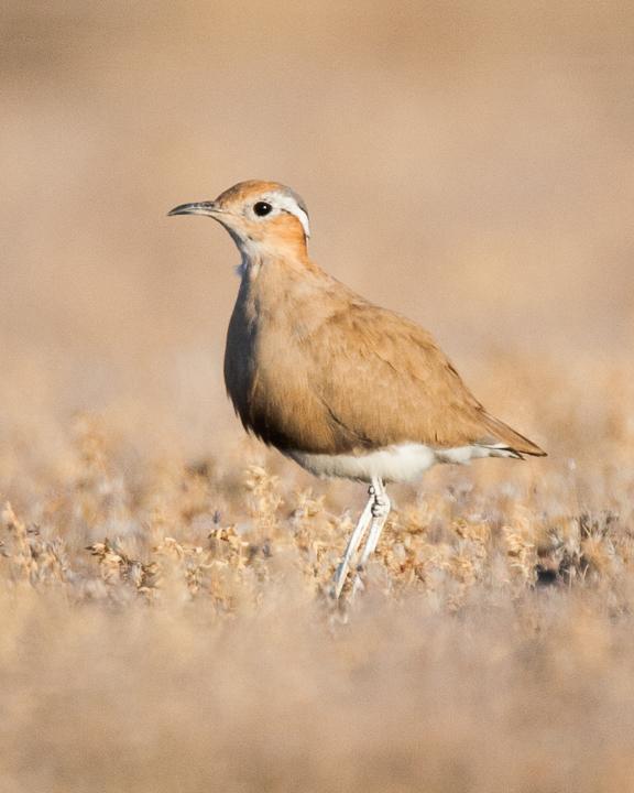 Burchell's Courser Photo by Robert Lewis