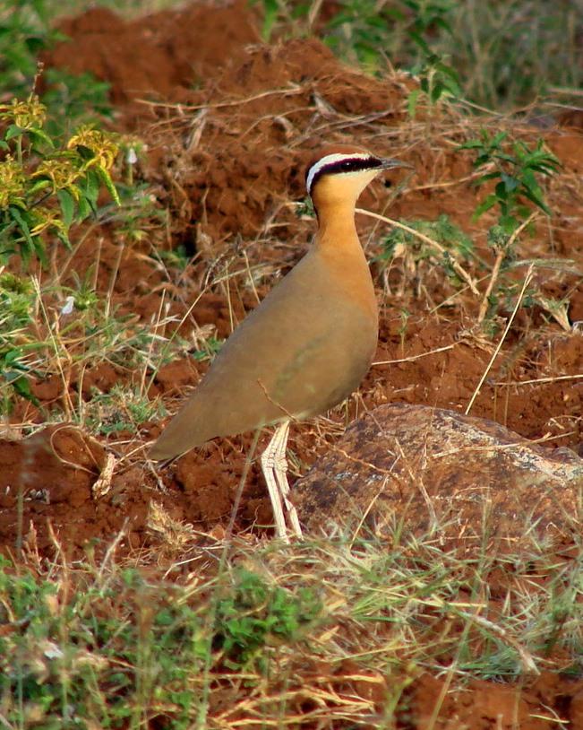 Indian Courser Photo by Sean Fitzgerald