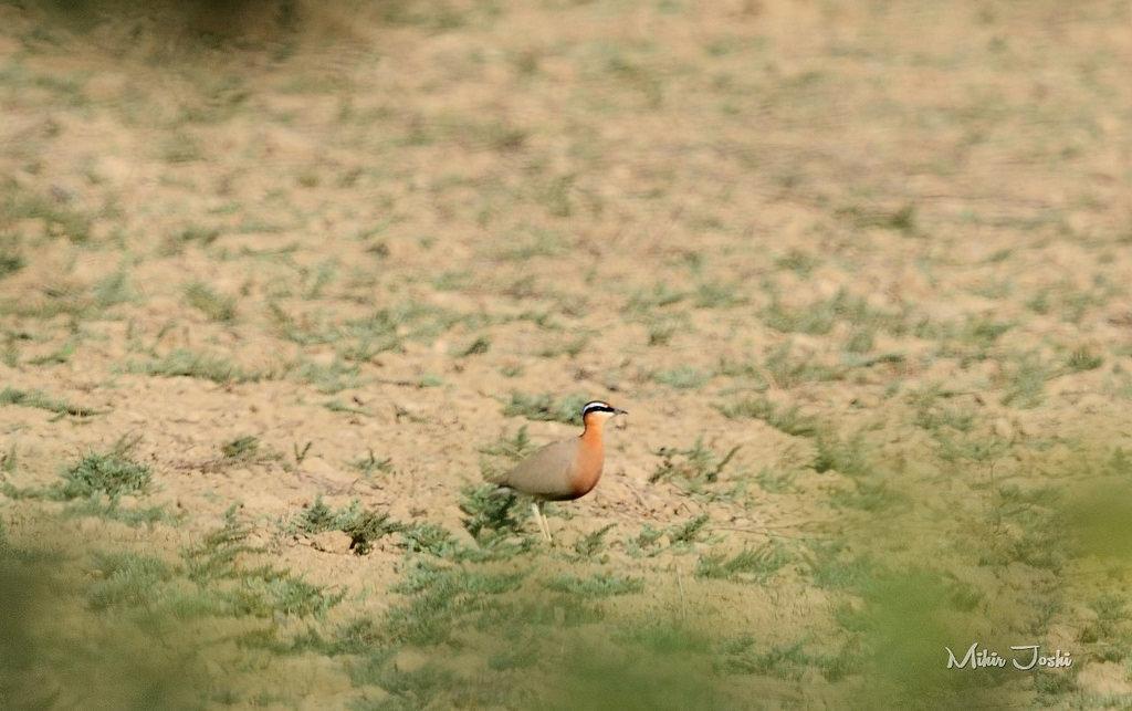 Indian Courser Photo by Mihir Joshi
