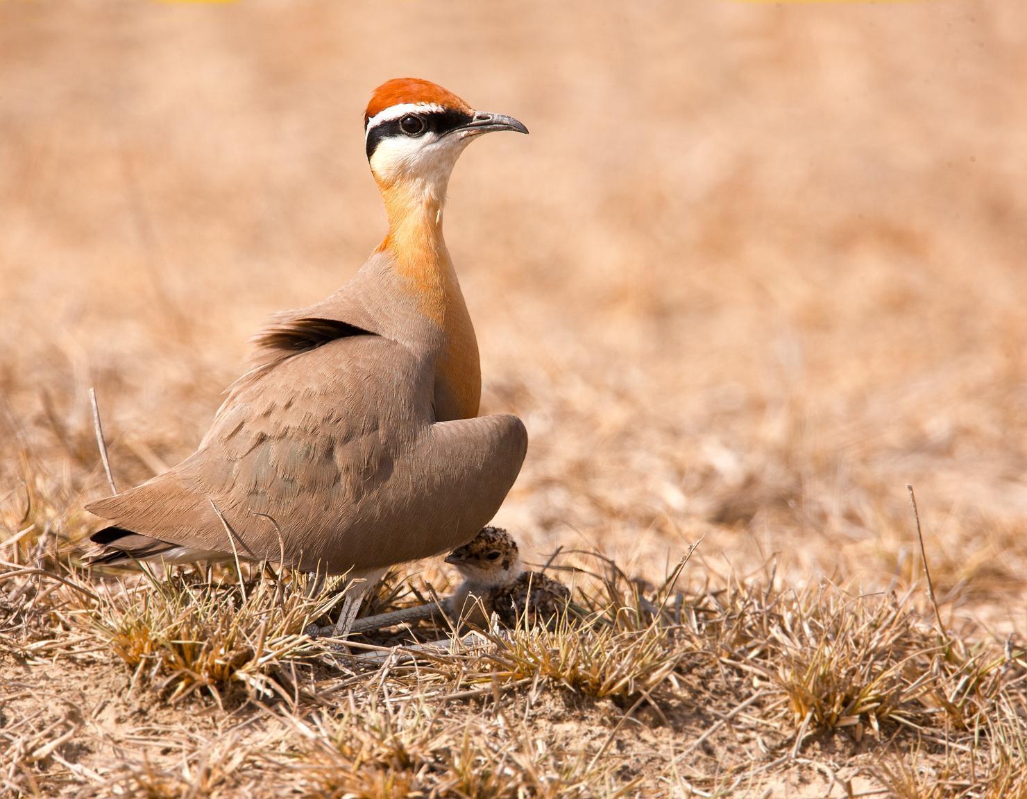 Indian Courser Photo by Anand Arya