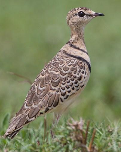 Double-banded Courser Photo by Mike Barth