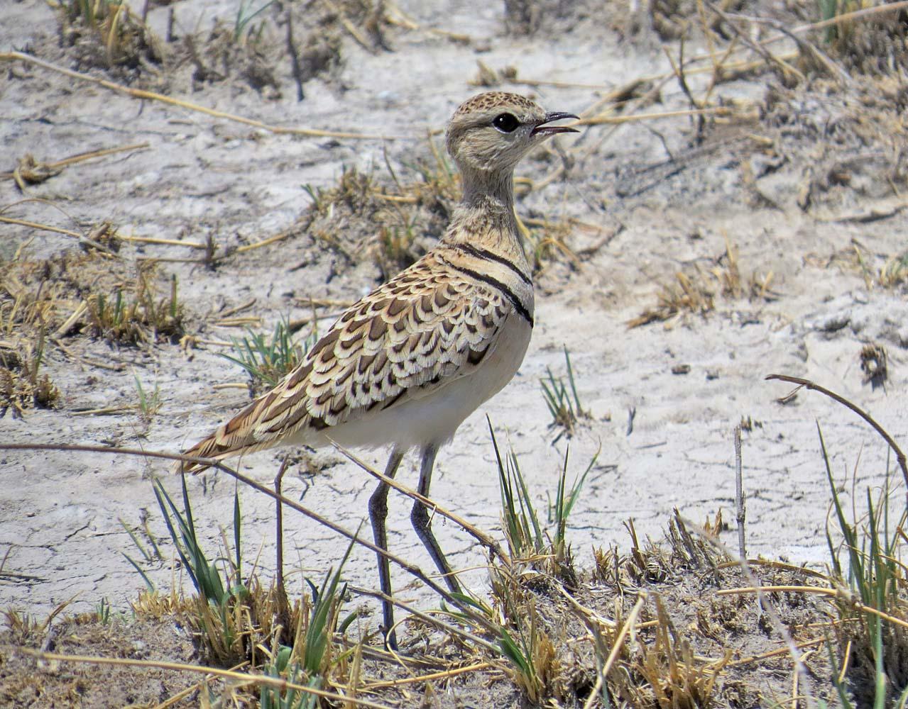 Double-banded Courser Photo by Peter Boesman