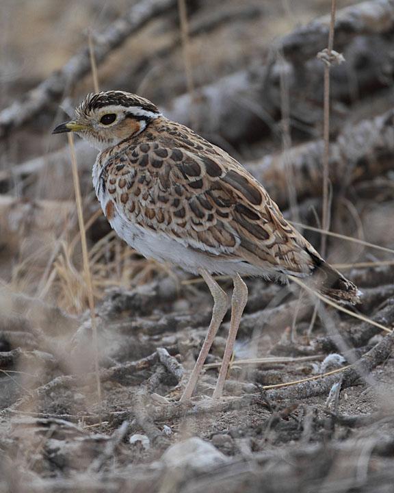 Three-banded Courser Photo by Jack Jeffrey