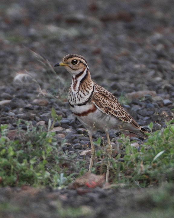 Three-banded Courser Photo by Jack Jeffrey