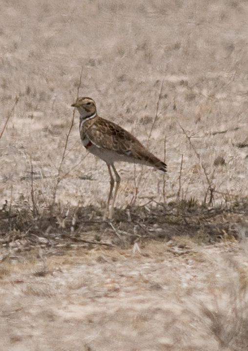 Three-banded Courser Photo by Carol Foil