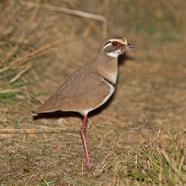 Bronze-winged Courser Photo by Niall Perrins