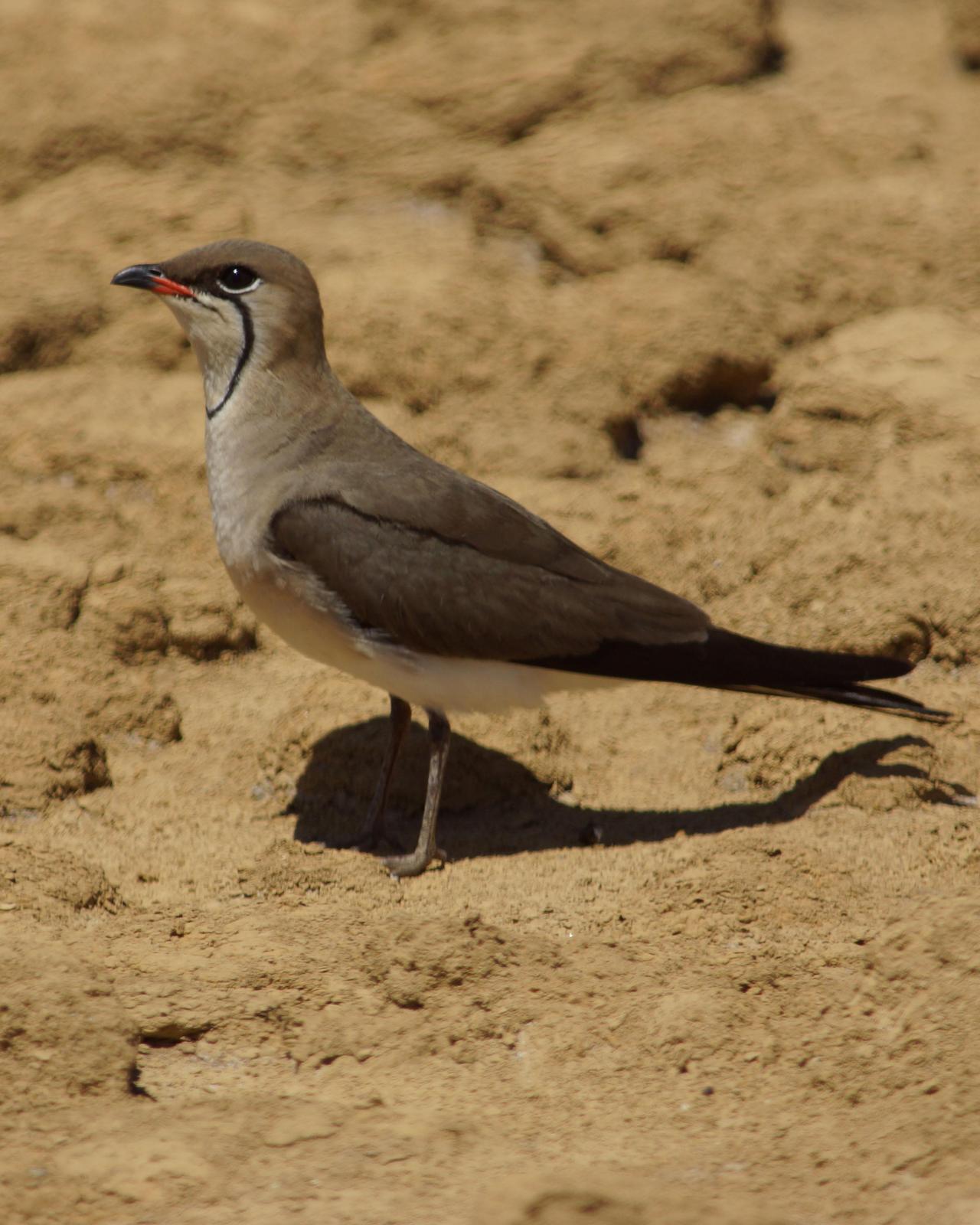 Collared Pratincole Photo by Steve Percival