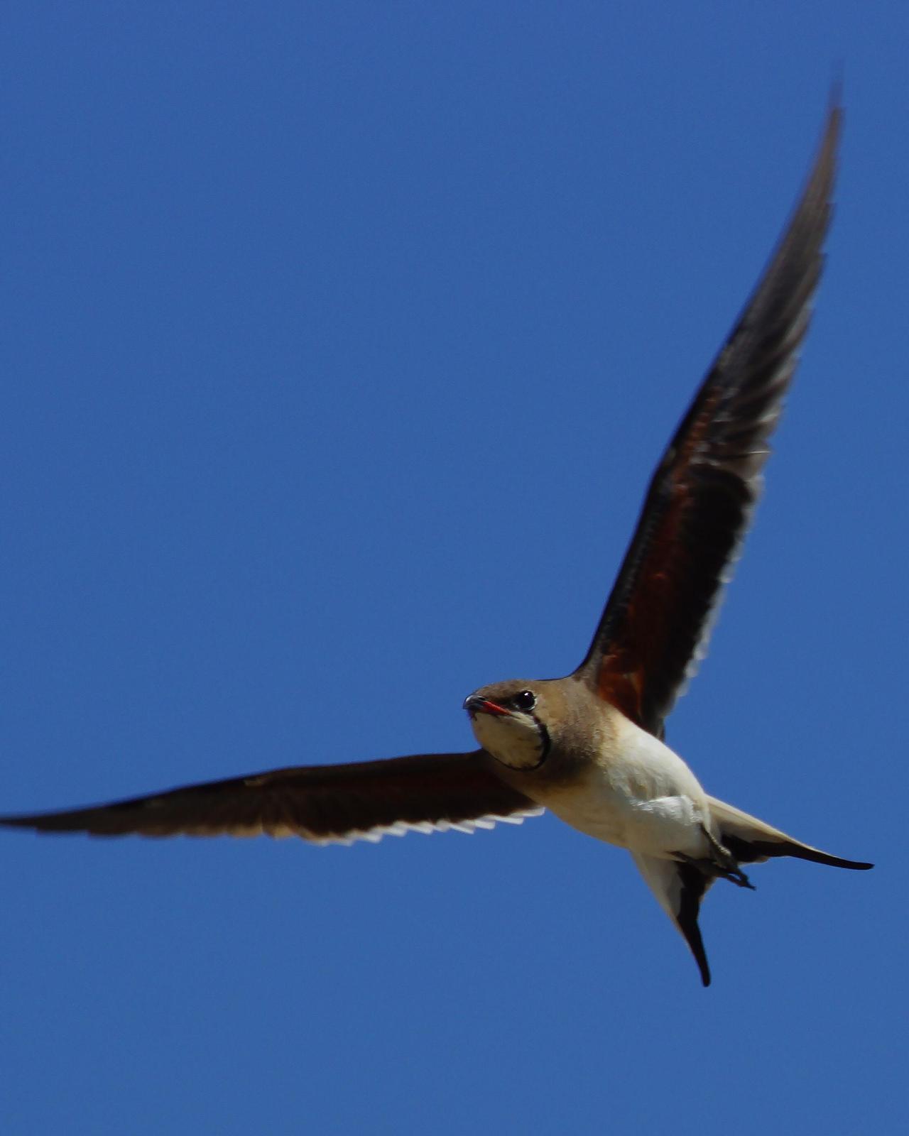 Collared Pratincole Photo by Steve Percival
