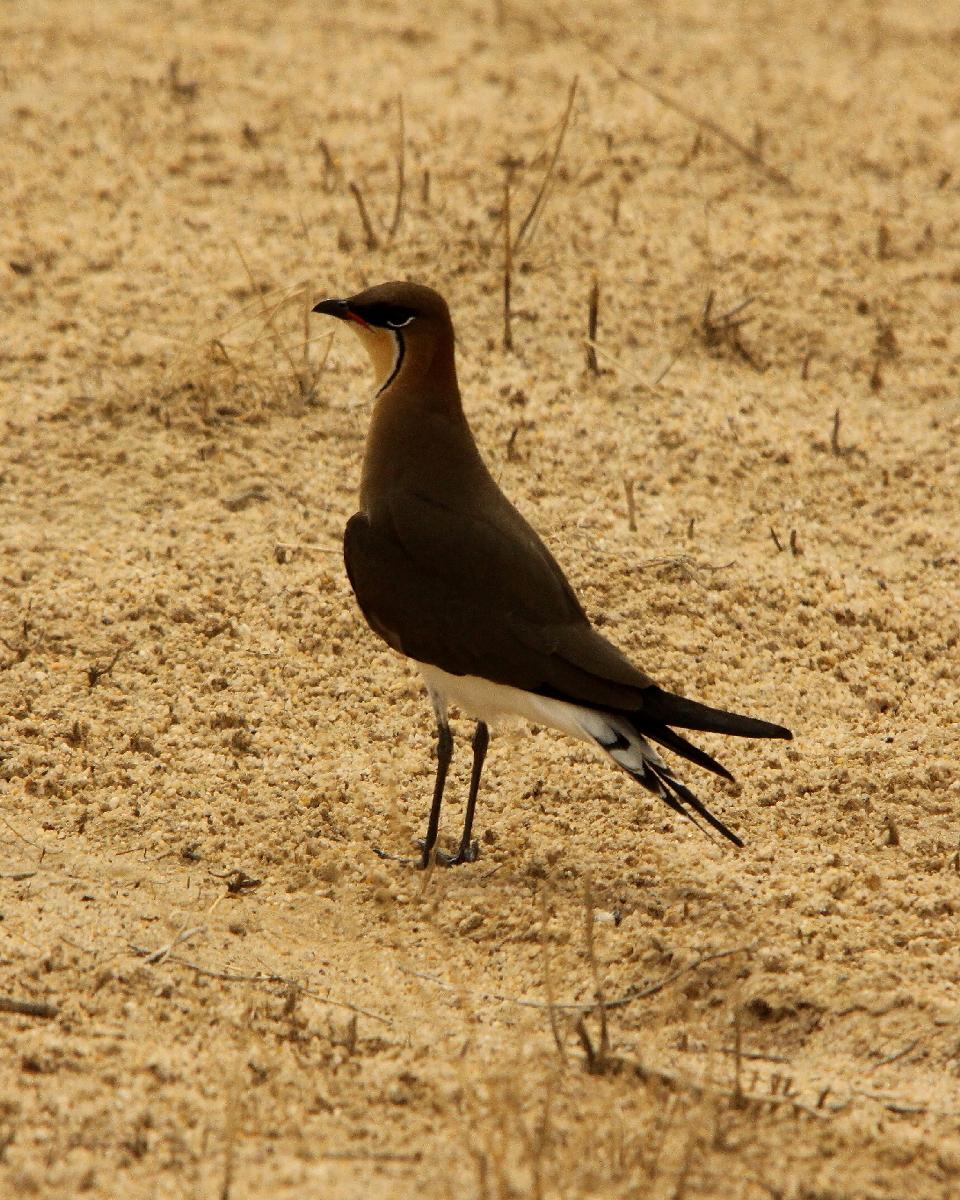 Collared Pratincole Photo by Chris Lansdell