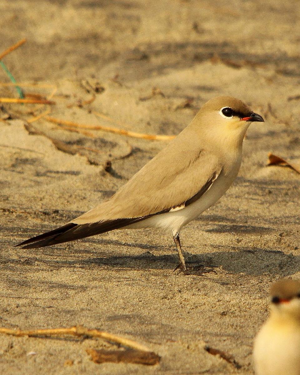 Small Pratincole Photo by Chris Lansdell
