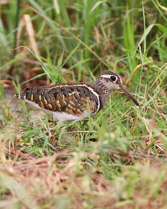 Greater Painted-Snipe Photo by Jack Jeffrey