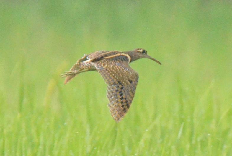 Greater Painted-Snipe Photo by Uthai Cheummarung