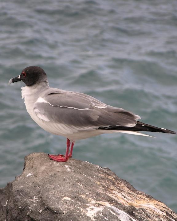 Swallow-tailed Gull Photo by Denis Rivard