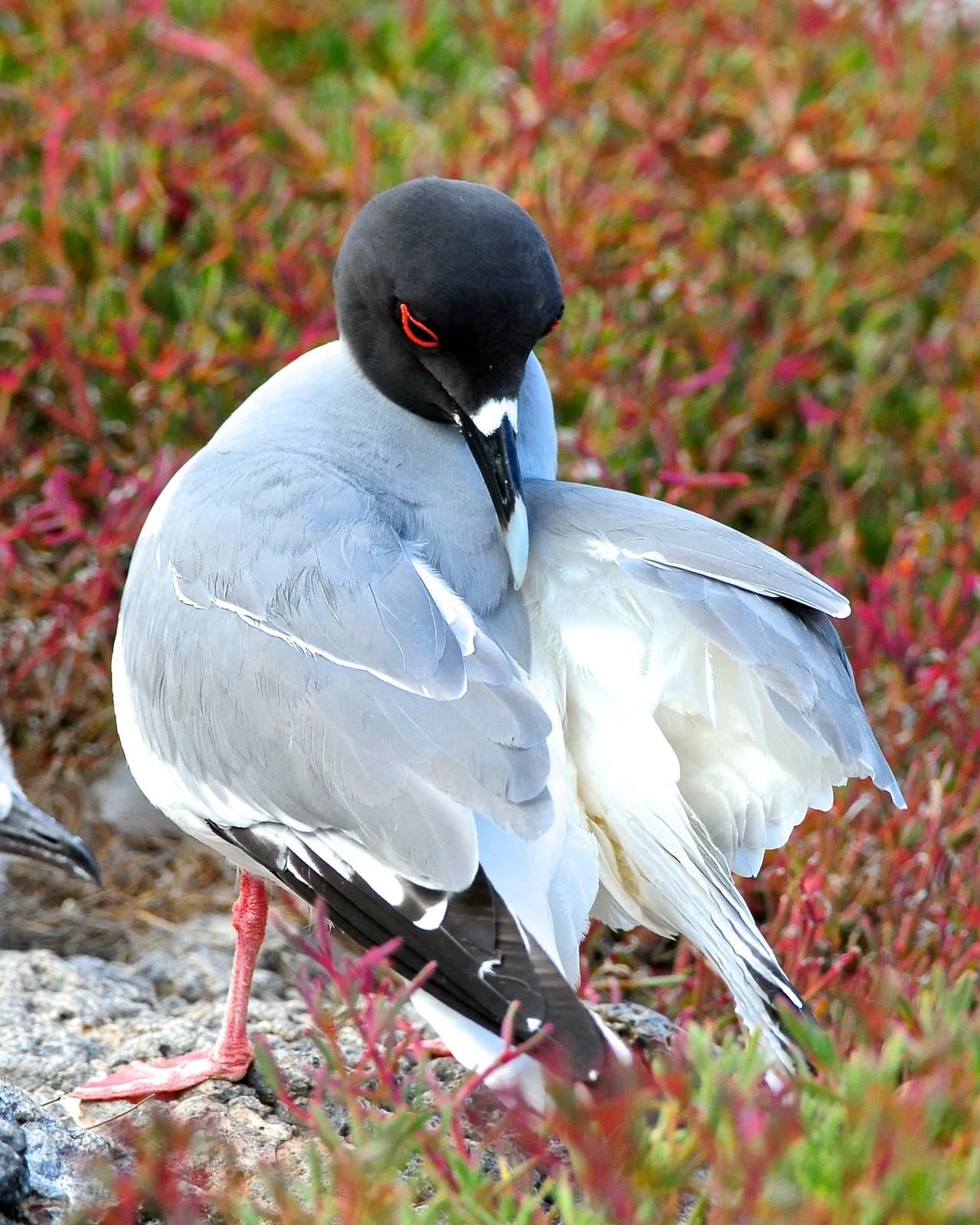 Swallow-tailed Gull Photo by Gerald Friesen