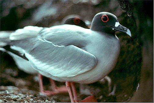 Swallow-tailed Gull Photo by Dan Tallman