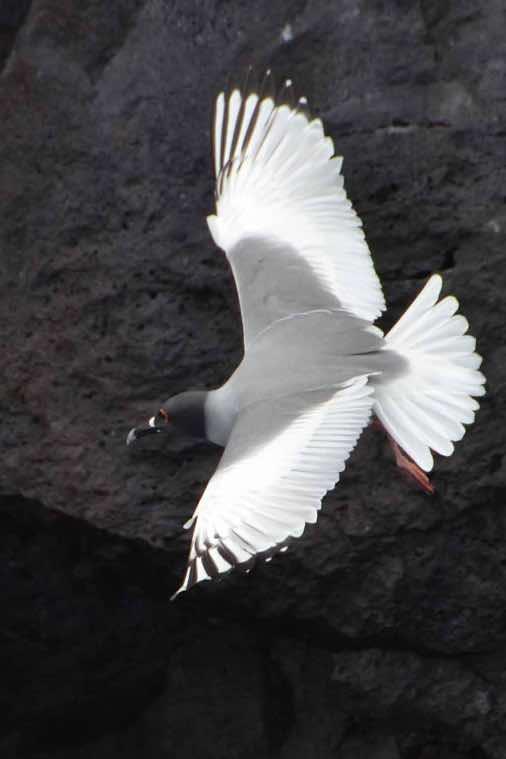 Swallow-tailed Gull Photo by Andrew Pittman