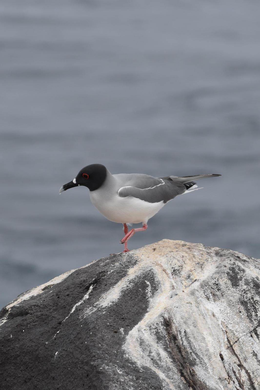 Swallow-tailed Gull Photo by Ann Doty