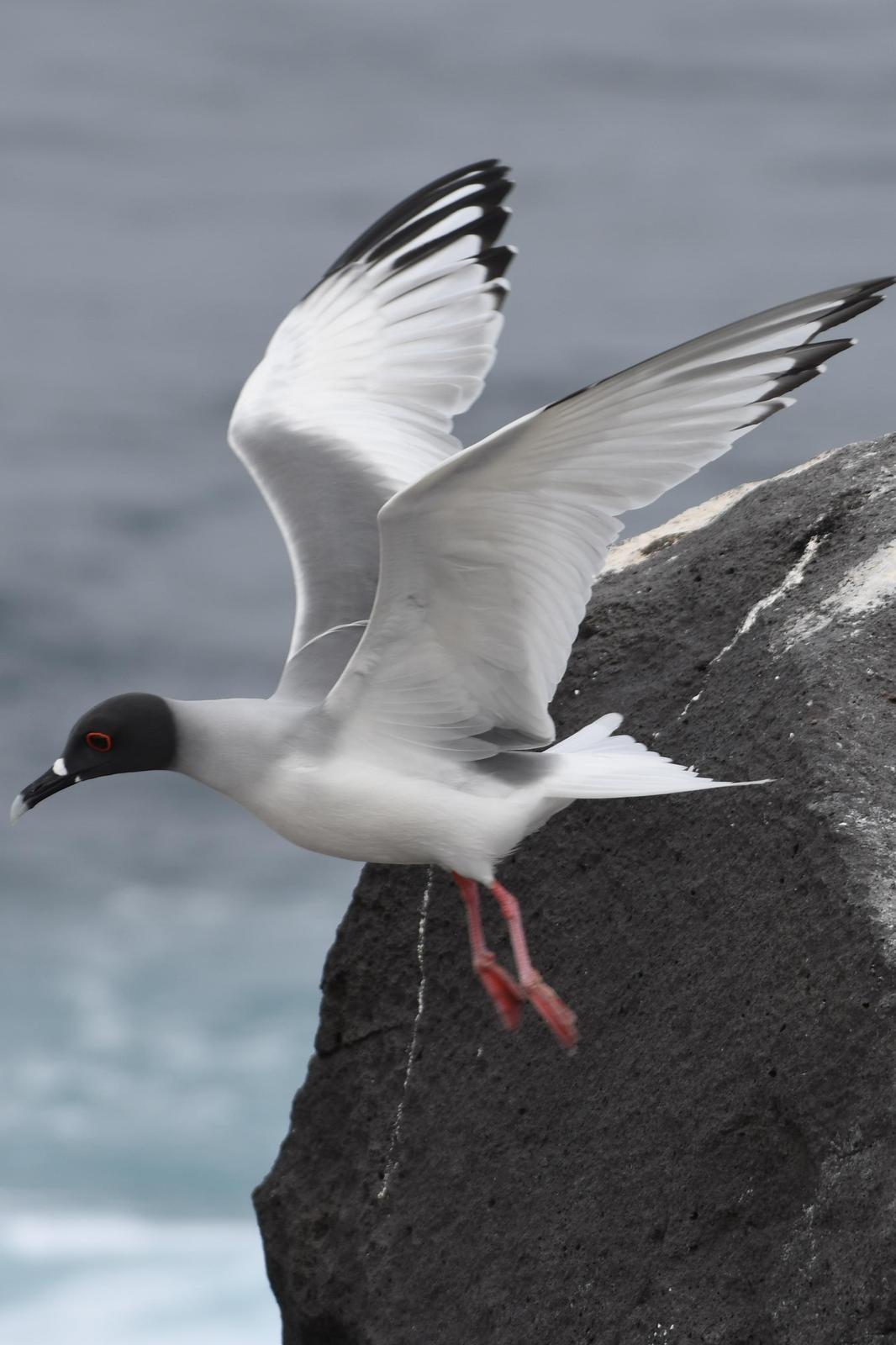 Swallow-tailed Gull Photo by Ann Doty
