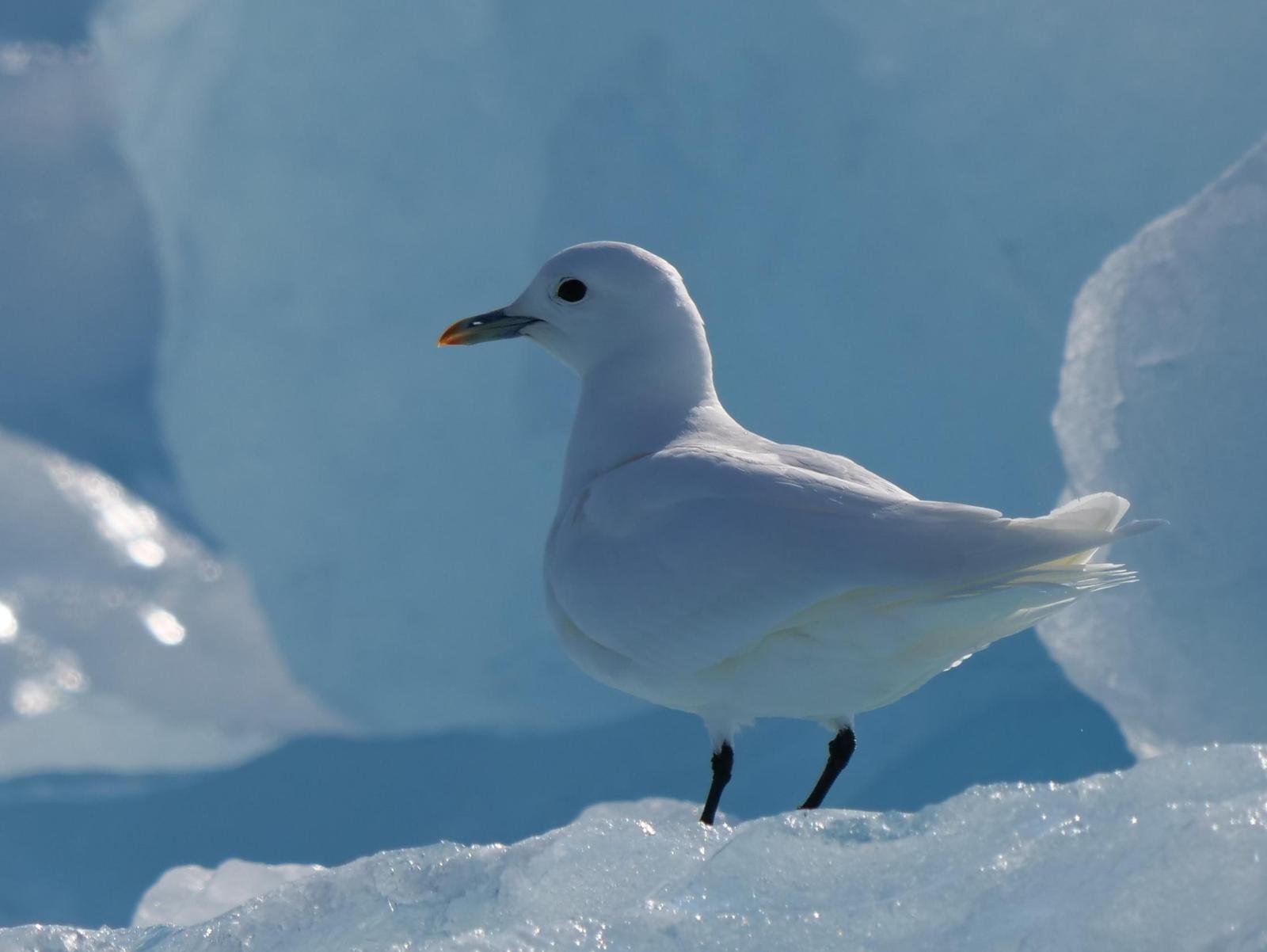 Ivory Gull Photo by Peter Lowe