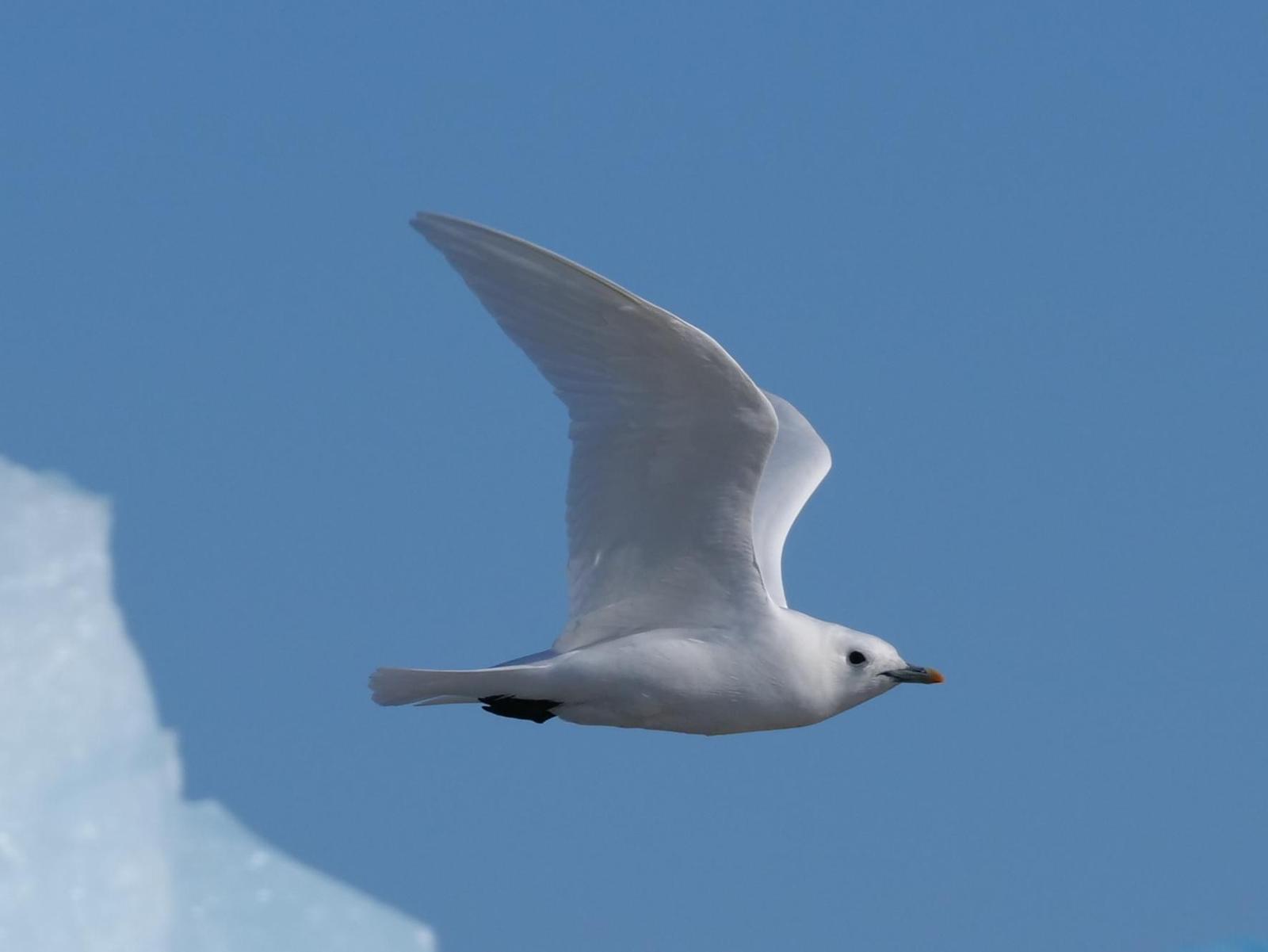 Ivory Gull Photo by Peter Lowe