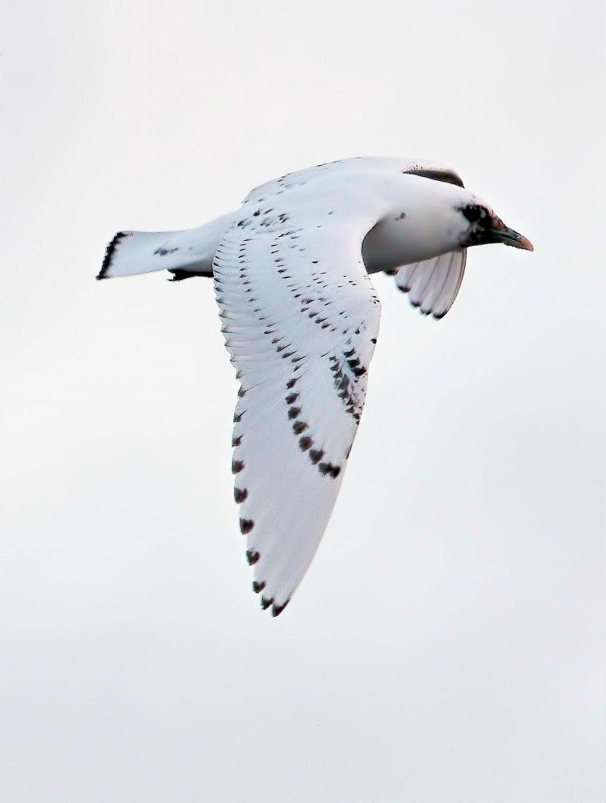 Ivory Gull Photo by Dan Tallman
