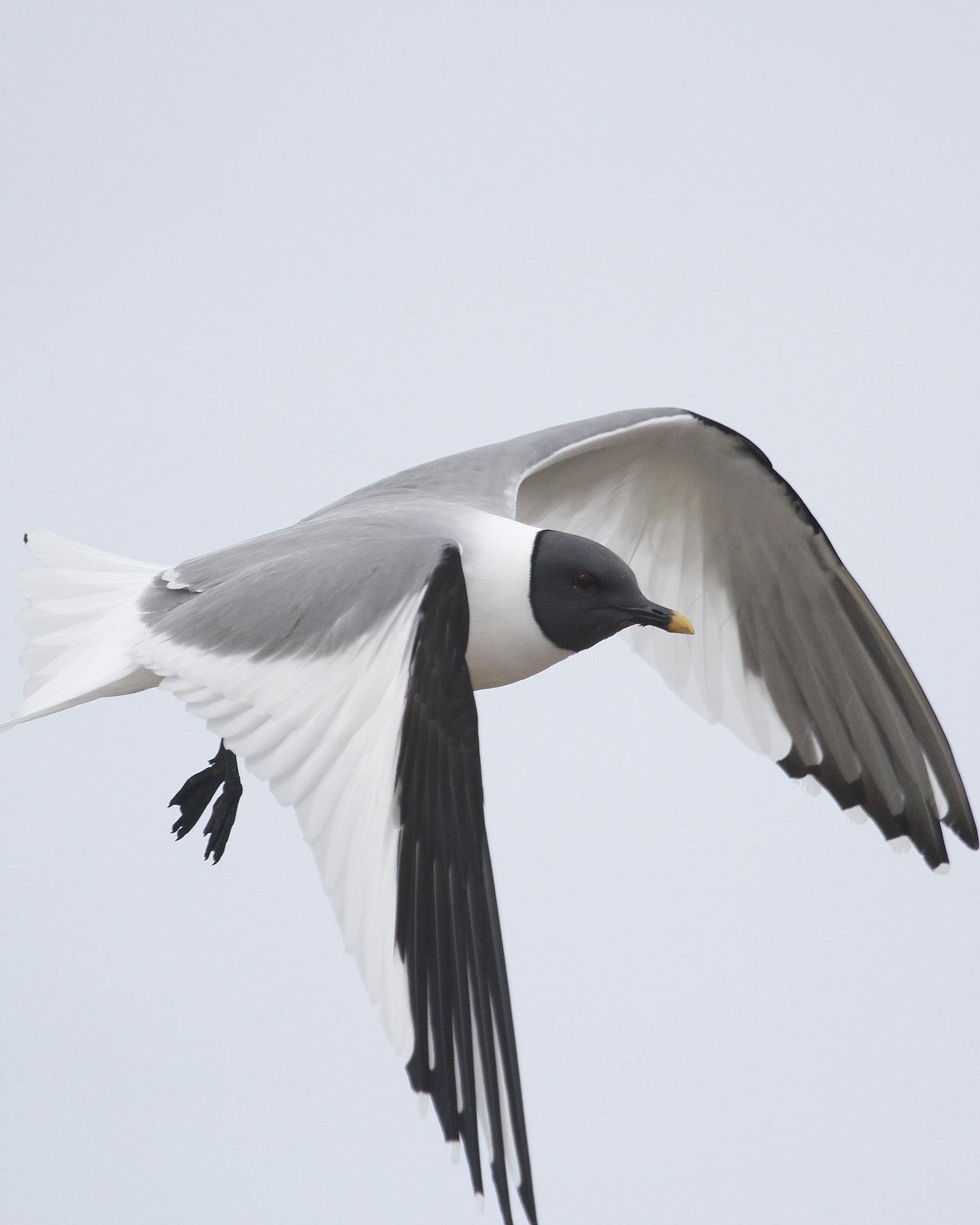 Sabine's Gull Photo by Isaac Sanchez
