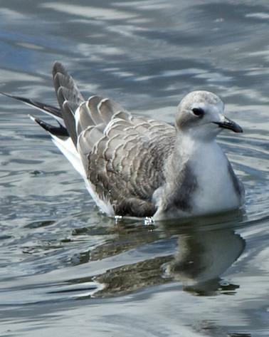 Sabine's Gull Photo by Mark Baldwin