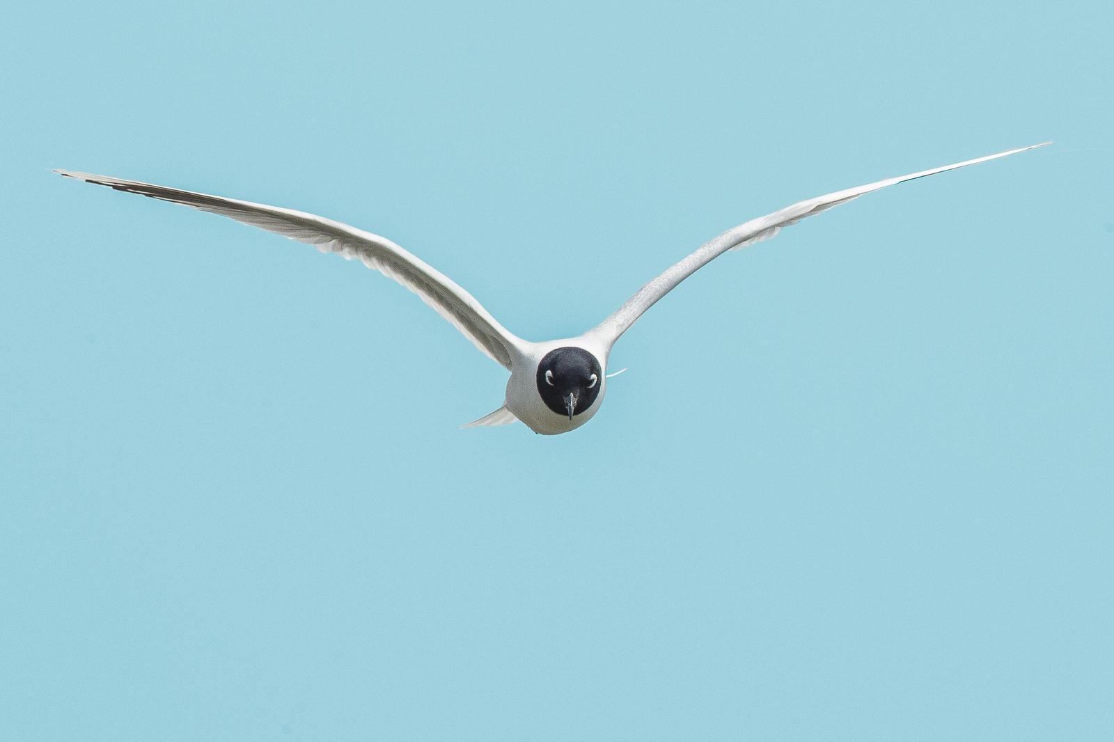 Saunders's Gull Photo by Jeff Schwilk