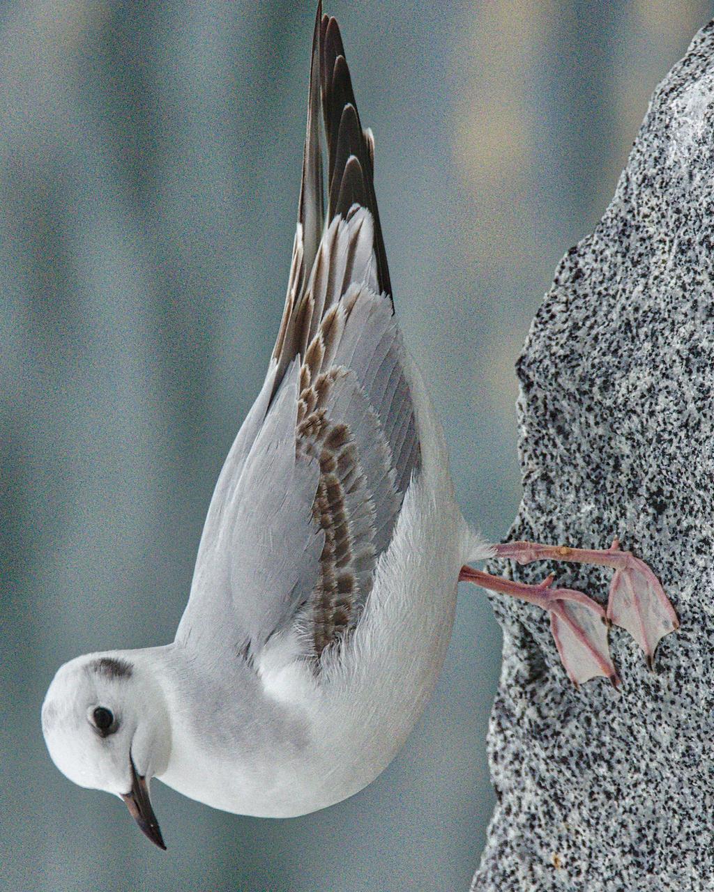 Bonaparte's Gull Photo by Brian Avent