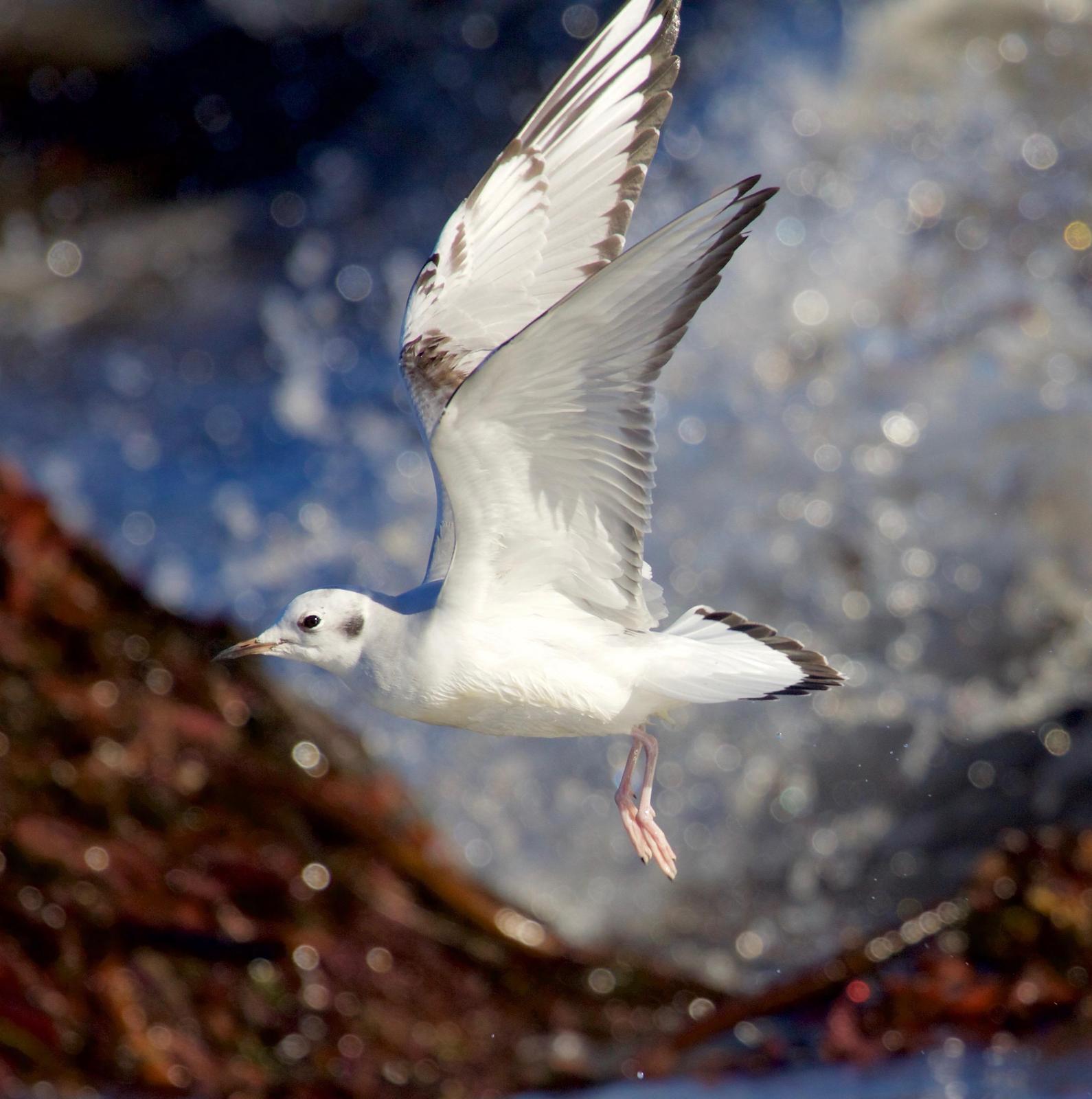 Bonaparte's Gull Photo by Rob O'Donnell